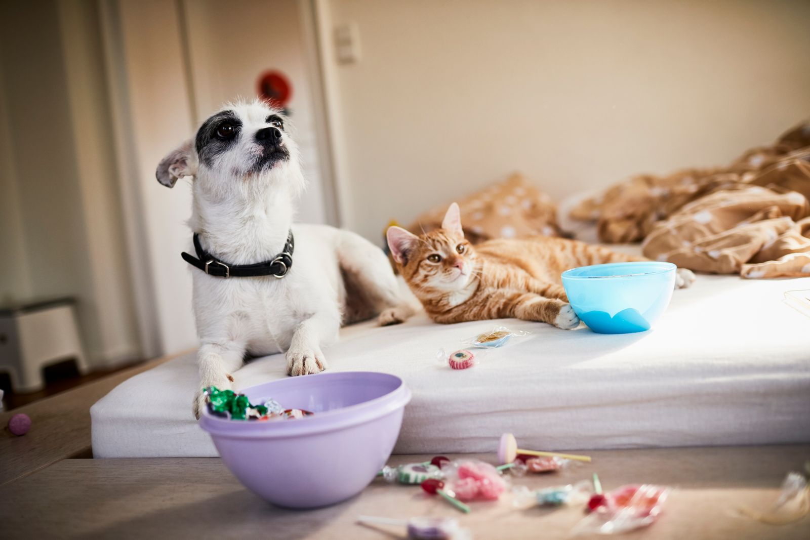 10 cibi vietati ai cani e ai gatti: la lista definitiva del veterinario nutrizionista 4 cibi vietati ai cani