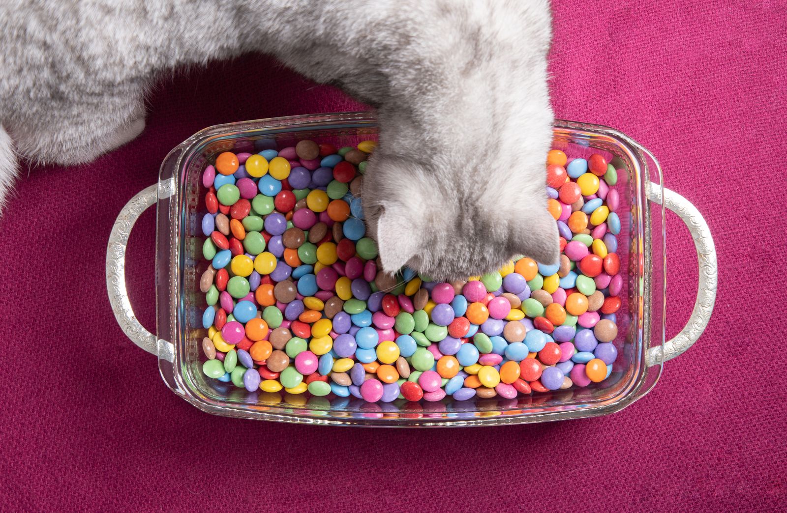 10 cibi vietati ai cani e ai gatti: la lista definitiva del veterinario nutrizionista 5 Cibi vietati ai cani e ai gatti la lista definitiva del veterinario nutrizionista