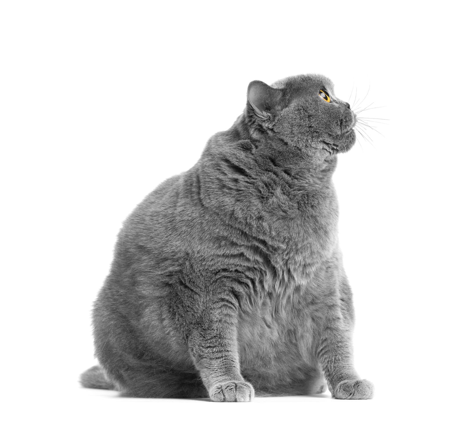 gatto sterilizzato