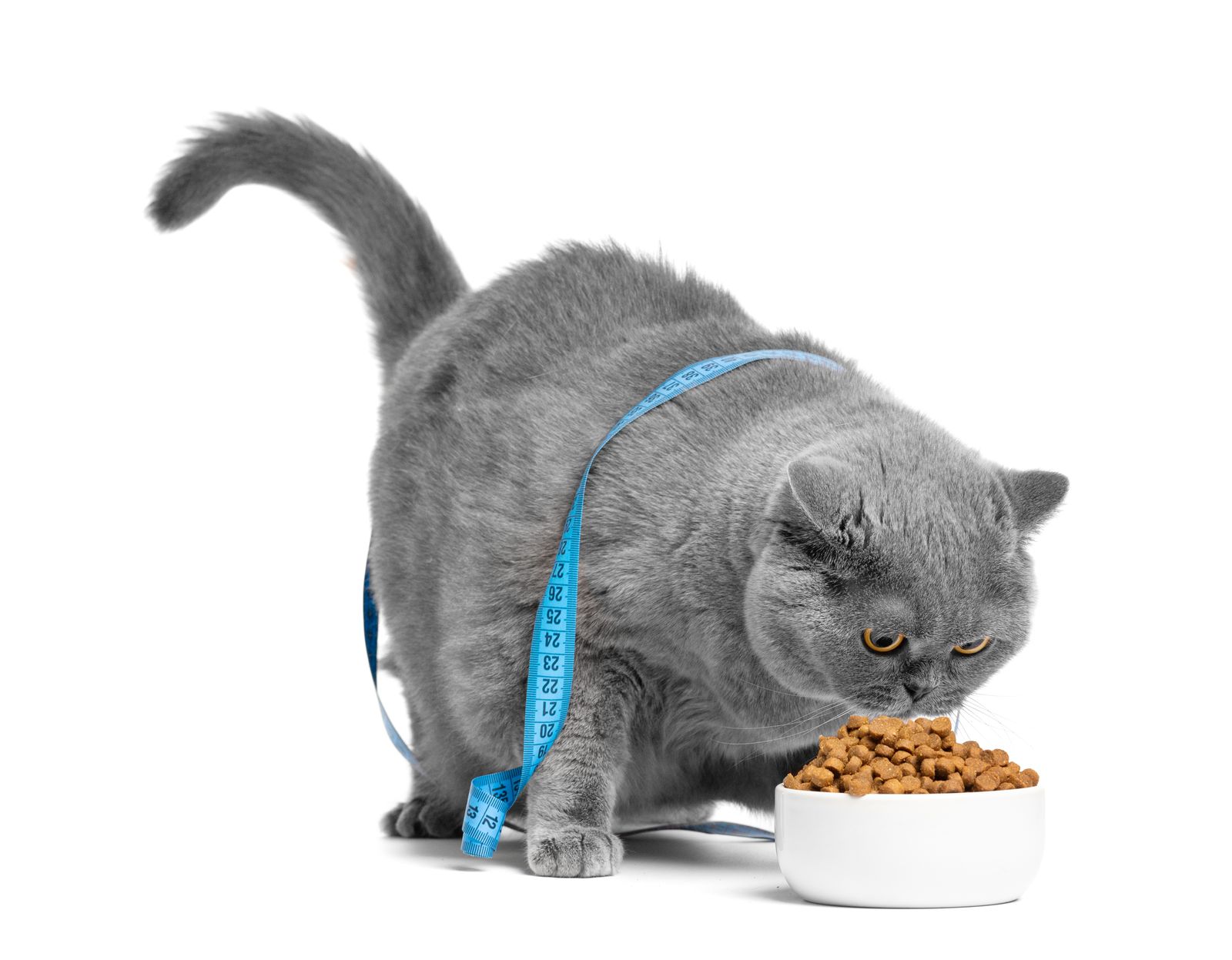gatto sterilizzato