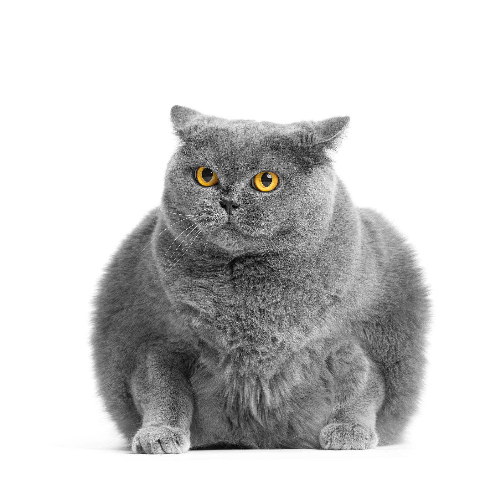 gatto sterilizzato