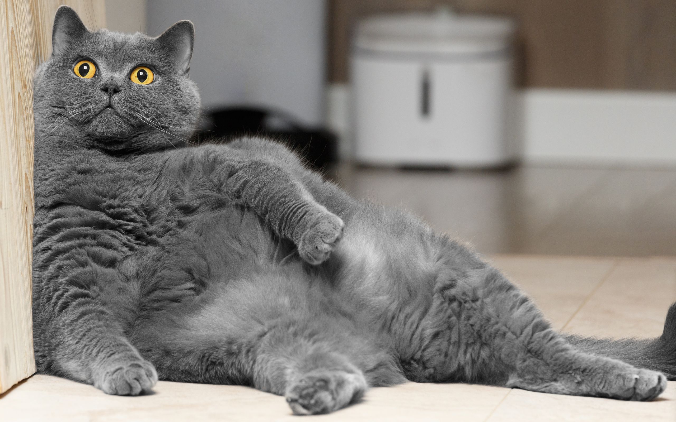 gatto sterilizzato