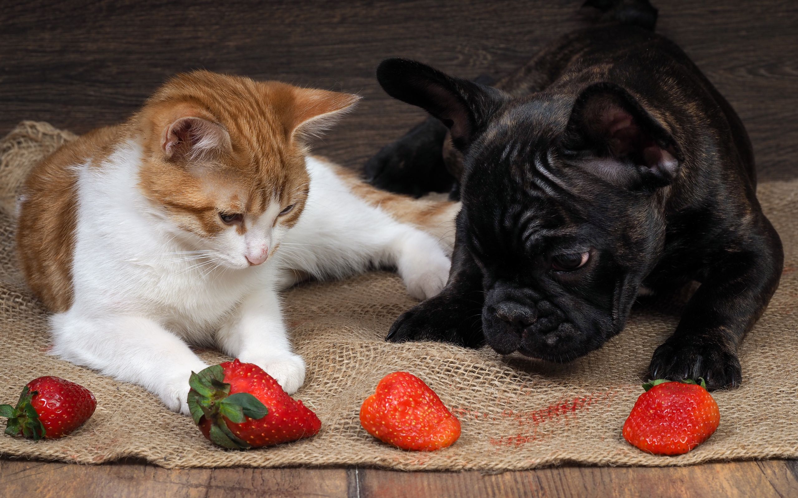 10 cibi vietati ai cani e ai gatti: la lista definitiva del veterinario nutrizionista 3 cibi vietati ai cani